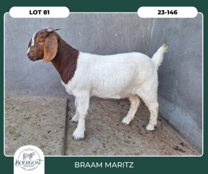 1X BOER GOAT STOET 42-292 DOE BRAAM MARITZ