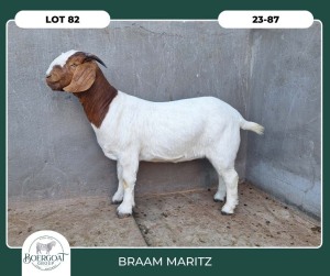 1X BOER GOAT STOET 42-299 DOE BRAAM MARITZ