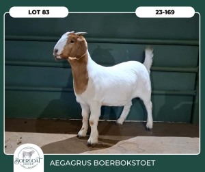 WITHDRAWN - 1X BOER GOAT DOE AEGAGRUS BOERBOK STOET