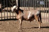LOT 36 1 X MEATMASTER RAM Olivebranch Meatmasters - 4