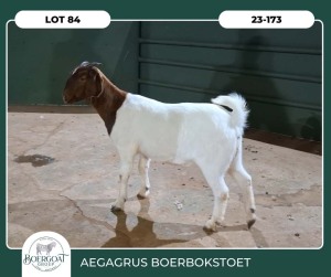 WITHDRAWN - 1X BOER GOAT DOE AEGAGRUS BOERBOK STOET