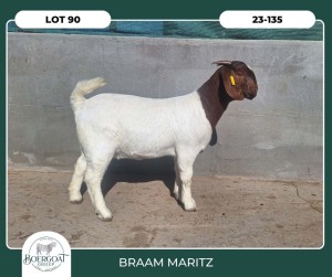 1X BOER GOAT STOET 42-298 DOE BRAAM MARITZ