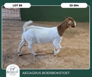 1X BOER GOAT KUDDE 42-400 PREGNANT DOE AEGAGRUS BOERBOK STOET