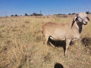 LOT 45 1 X MEATMASTER RAM Louw Steenkmap