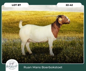 1X BOER GOAT KUDDE 42-425 PREGNANT DOE RUAN MANS BOER GOAT STUD