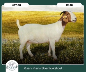 1X BOER GOAT KUDDE 42-424 DOE RUAN MANS BOER GOAT STUD