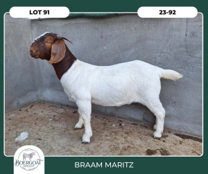 1X BOER GOAT STOET 42-305 DOE BRAAM MARITZ