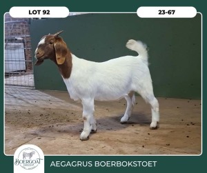 1X BOER GOAT STOET 42-268 PREGNANT DOE AEGAGRUS BOERBOK STOET