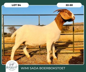 1X BOER GOAT KUDDE 42-415 PREGNANT DOE WIMI SADA BOERBOKSTOET