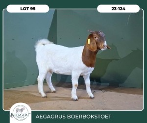 1X BOER GOAT KUDDE 42-399 PREGNANT DOE AEGAGRUS BOERBOK STOET