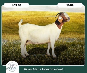 1X BOER GOAT KUDDE 42-419 PREGNANT DOE RUAN MANS BOER GOAT STUD