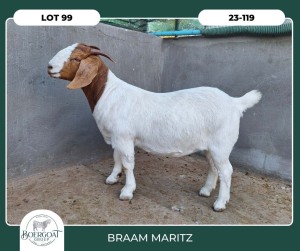 1X BOER GOAT STOET 42-295 DOE BRAAM MARITZ