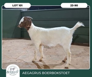 ONTREKX BOER GOAT PREGNANT DOE AEGAGRUS BOERBOK STOET