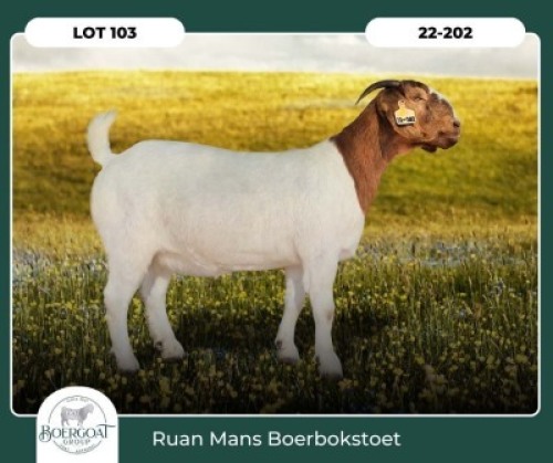 1X BOER GOAT STOET 42-278 PREGNANT DOE RUAN MANS BOER GOAT STUD