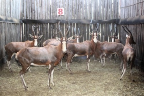 11X BLESBOK V/F:11 (Per Piece to take the lot/Per stuk om lot te neem)