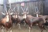 7X BLESBOK M:7 (Per Piece to take the lot/Per stuk om lot te neem)