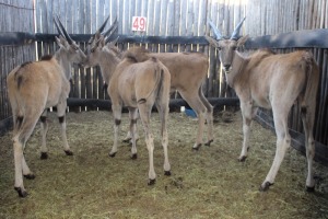 4X ELAND M:4 (Per Piece to take the lot/Per stuk om lot te neem)