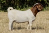 1X BOER GOAT FLOCK 7-195 BUCK KOATI BOER GOAT STUD - 2