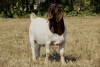 1X BOER GOAT FLOCK 7-195 BUCK KOATI BOER GOAT STUD - 4