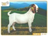 1X BOER GOAT FLOCK 7-200 BUCK RUAN MANS BOERBOKSTOET