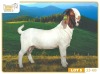 1X BOER GOAT FLOCK 7-200 BUCK RUAN MANS BOERBOKSTOET - 2