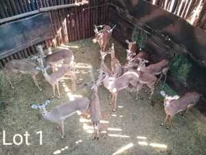 M: 2 V/F: 11 T: 13 x Rooibok/Impala Wesland Farming Cc (Pay per Piece to take the lot)