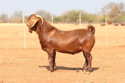 1X KALAHARI RED FLOCK 7-197 BUCK ANTON & RICKUS BOTHMA KALAHARI RED STOET