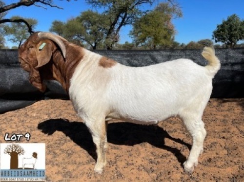 1X BOER GOAT FLOCK 7-194 BUCK ARBEIDSAAMHEID BOERBOK STOET