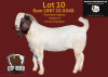 WITHDRAWN - 1X BOER GOAT BUCK ESP BOERBOK STOET