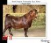 1X KALAHARI RED STUD 7-053 BUCK RATELPOST KALAHARI REDS