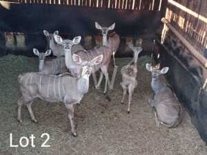 V/F: 4 T: 4+3 x Koedoe/Kudu Wesland Farming Cc (Pay per Piece to take the lot)