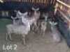 V/F: 4 T: 4+3 x Koedoe/Kudu Wesland Farming Cc (Pay per Piece to take the lot)