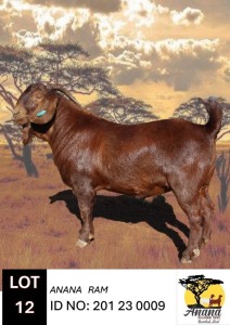 1X KALAHARI RED BUCK ANANA KALAHARI REDS EN BOERBOK STOET