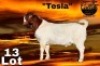 1X BOER GOAT FLOCK 7-196 BUCK COLLEN BOERDERY