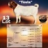 1X BOER GOAT FLOCK 7-196 BUCK COLLEN BOERDERY - 2