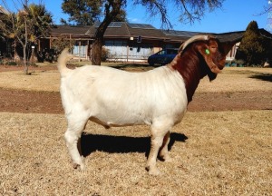 1X BOER GOAT BUCK KAULANI RANCH