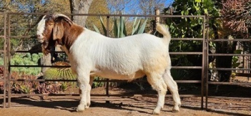 1X BOER GOAT STUD 7-049 BUCK WIANCKO BOERBOKSTOET