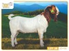 1X BOER GOAT FLOCK 7-199 BUCK RUAN MANS BOERBOKSTOET