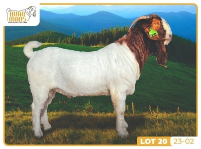 1X BOER GOAT FLOCK 7-199 BUCK RUAN MANS BOERBOKSTOET