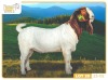 1X BOER GOAT FLOCK 7-199 BUCK RUAN MANS BOERBOKSTOET - 2