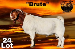 1X BOER GOAT BUCK COLLEN BOERDERY