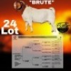 1X BOER GOAT STUD 7-050 BUCK COLLEN BOERDERY - 2