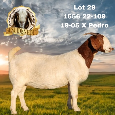 1X BOER GOAT FLOCK TEAT 7-186 DOE BEZUIDENHOUT BBS