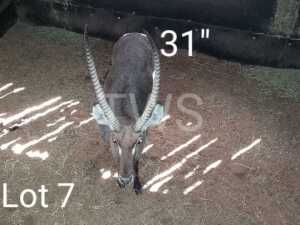 M: 1 x Waterbok/Waterbuck Manketti Ferroland