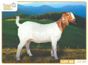 1X BOER GOAT DOE RUAN MANS BOERBOKSTOET