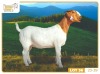 1X BOER GOAT FLOCK TEAT 7-166 DOE RUAN MANS BOERBOKSTOET - 2