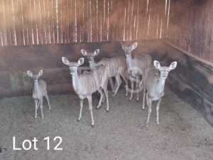 M: 1 V/F: 3 T: 4+1 x Koedoe/Kudu Elandskloof Wildsplaas (Pay per Piece to take the lot)