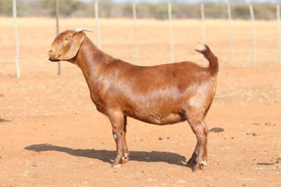 1X KALAHARI RED STUD 7-027 PREGNANT DOE ANTON & RICKUS BOTHMA KALAHARI RED STOET