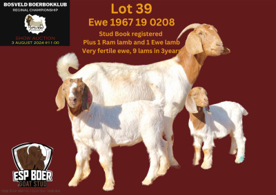 WITHDRAWN - 1X BOER GOAT DOE ESP BOERBOK STOET