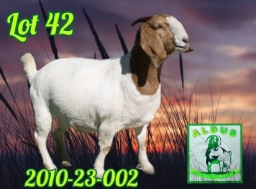 1X BOER GOAT FLOCK 7-143 PREGNANT DOE ALDUS BOERBOKKE STOET 2010